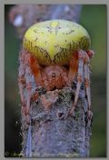 Araneus marmoreus
